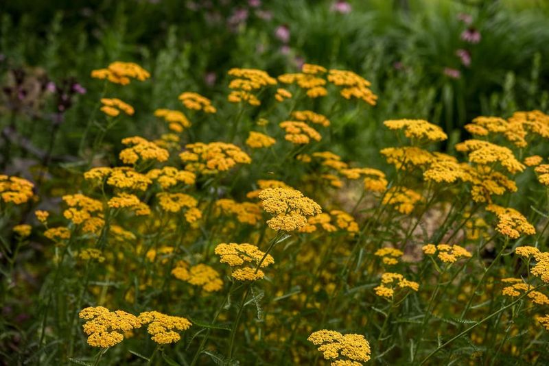 Yarrow
