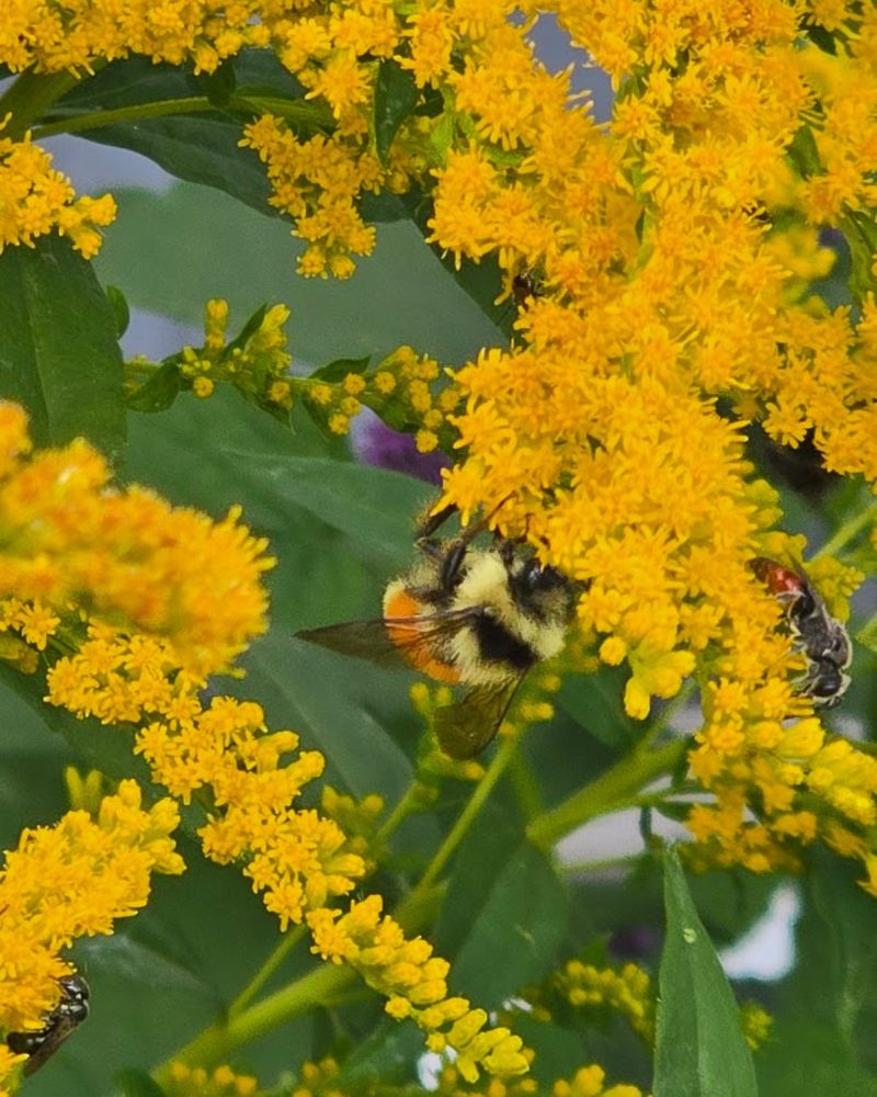 Goldenrod