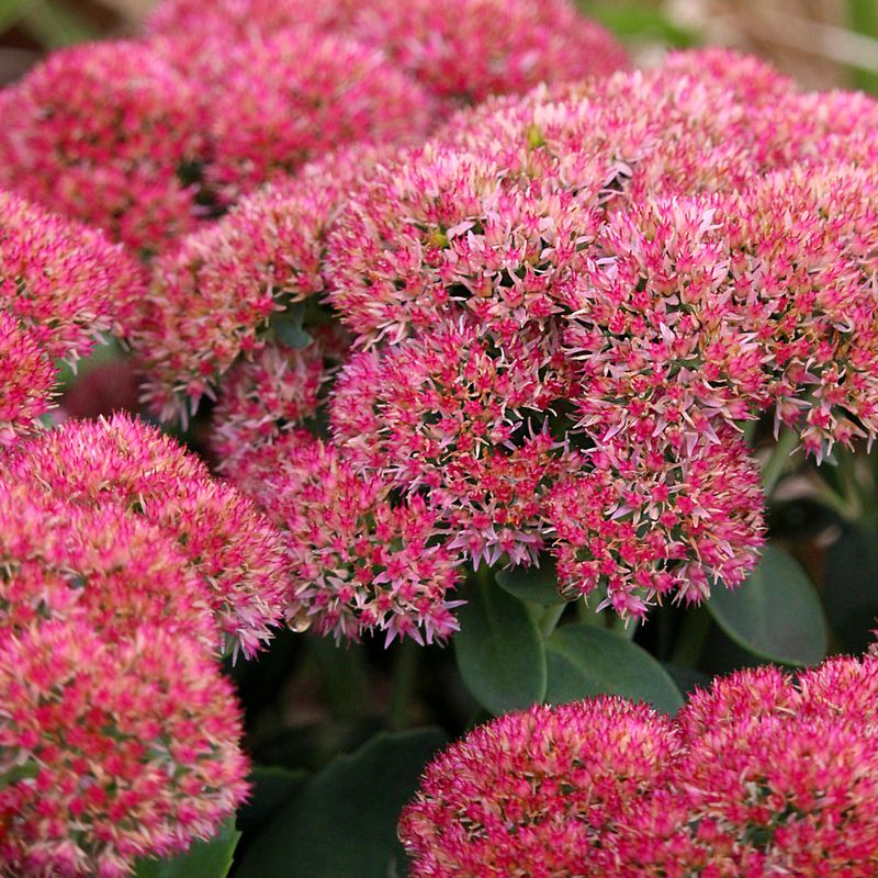 Sedum