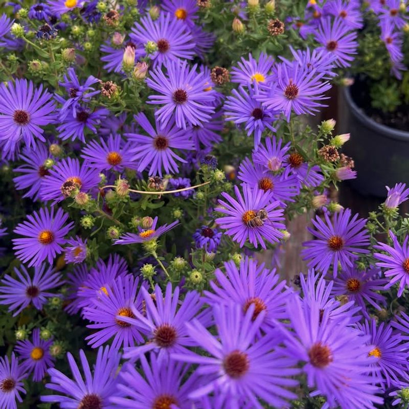 Planting Asters Helps Preserve Native Plant Heritage