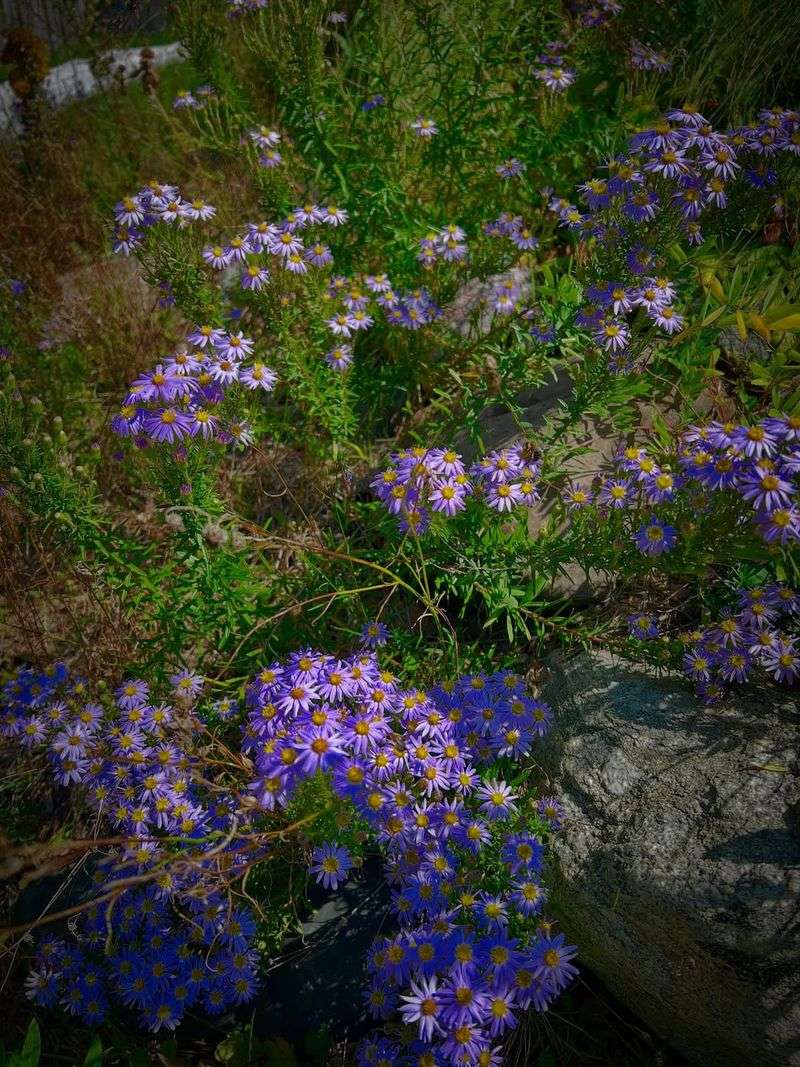 Planting Asters Helps Restore Illinois Prairies