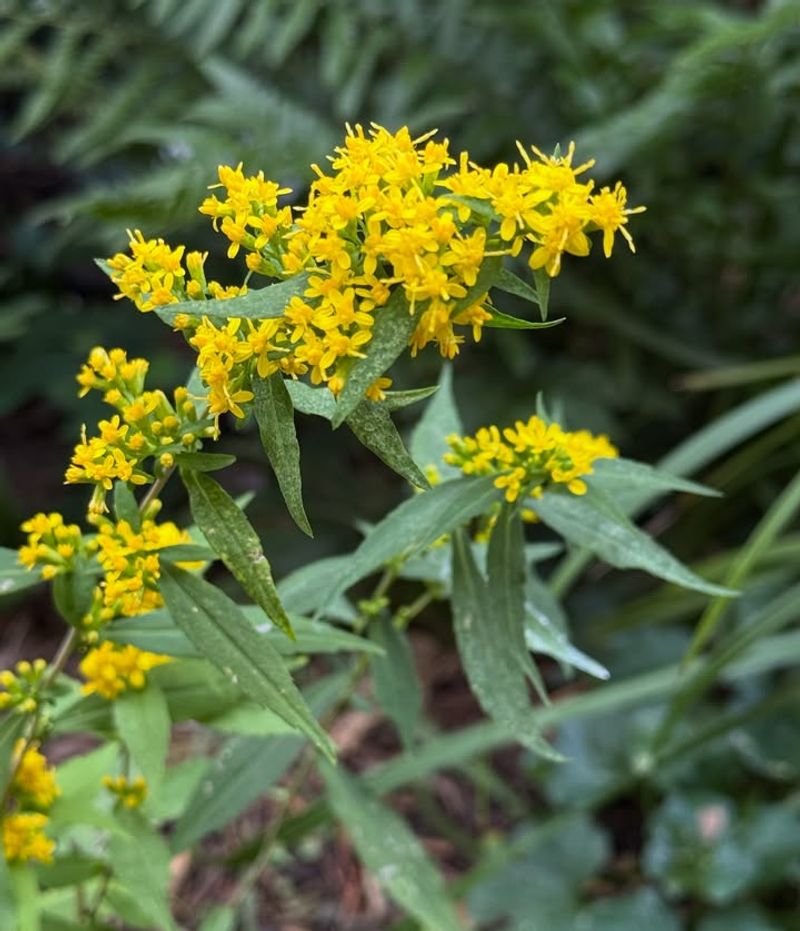 Goldenrod (Solidago species)