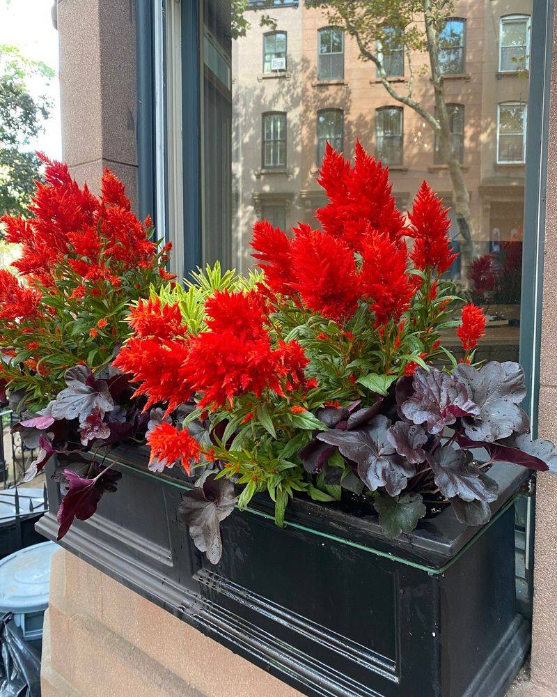Celosia