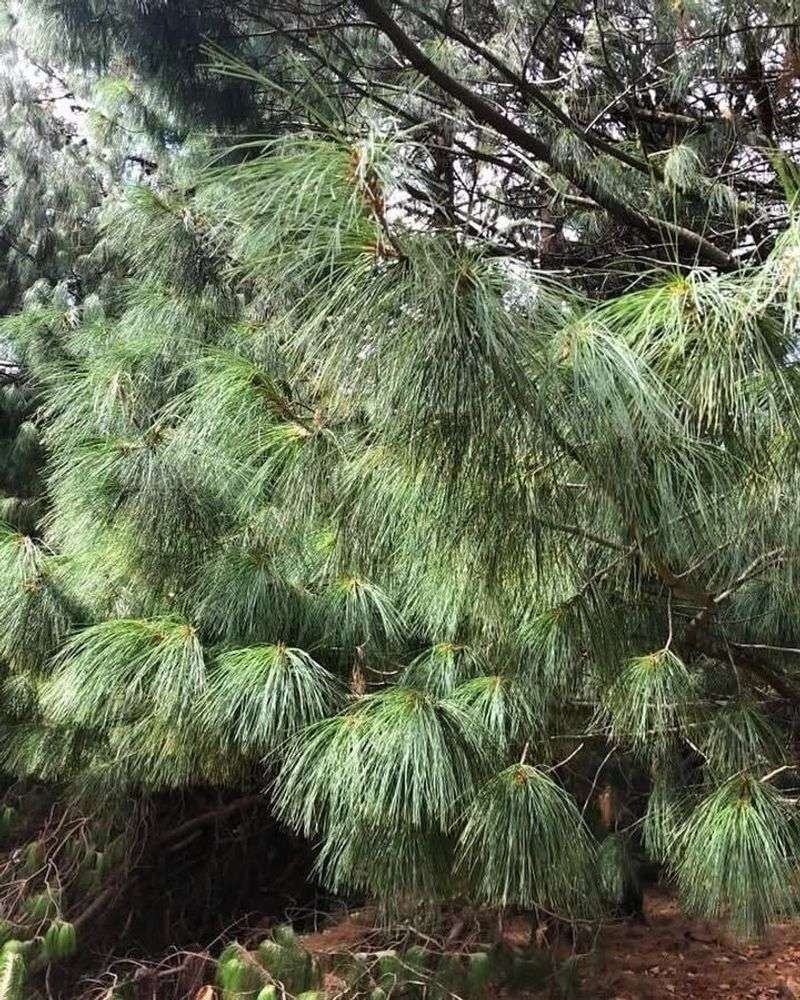 Bhutan Pine