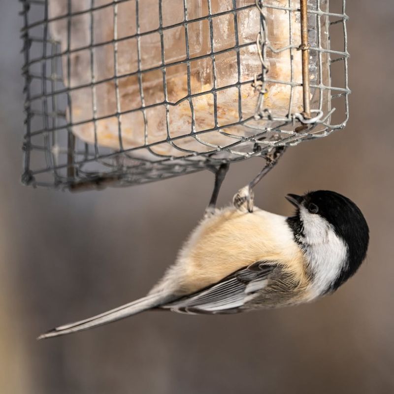 Easy Maintenance Compared To Other Winter Feeding Options