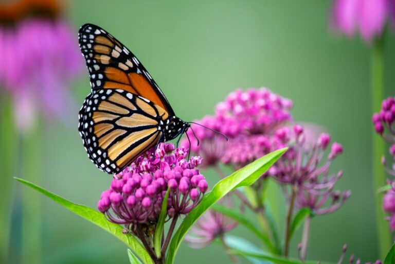 Monarch butterfly feeding on swamp milkweed plant blossoms
