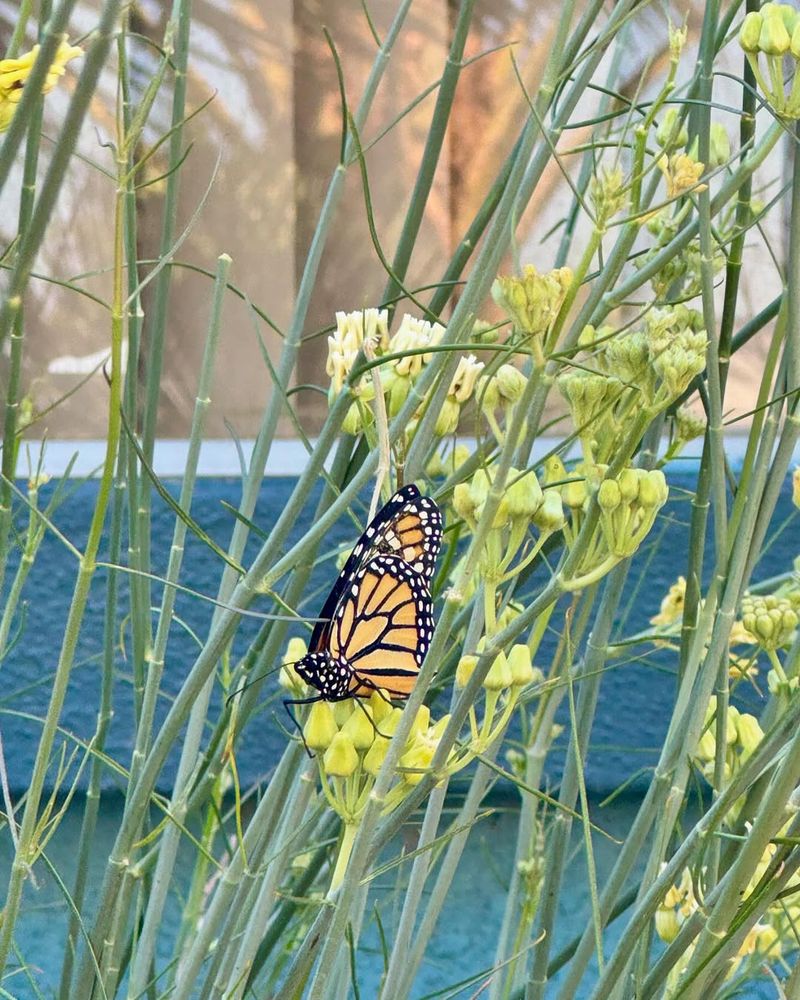 A Natural Haven For Monarch Butterflies