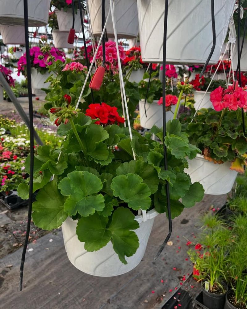 Versatile Container Options