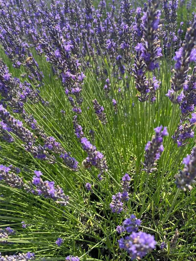 Calming Aromatherapy Right Outside Your Door