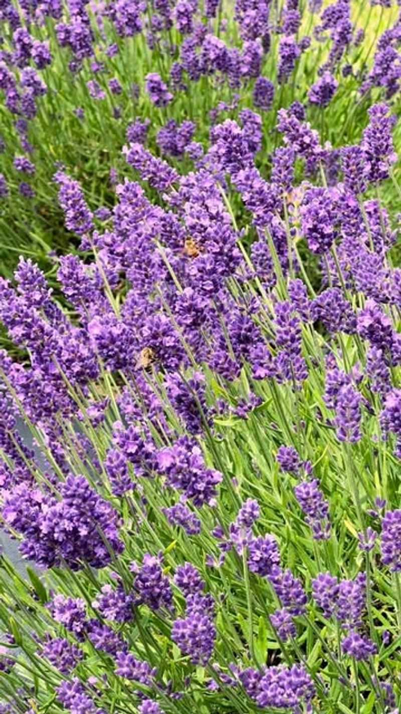 Fills the Air with Calming Fragrance