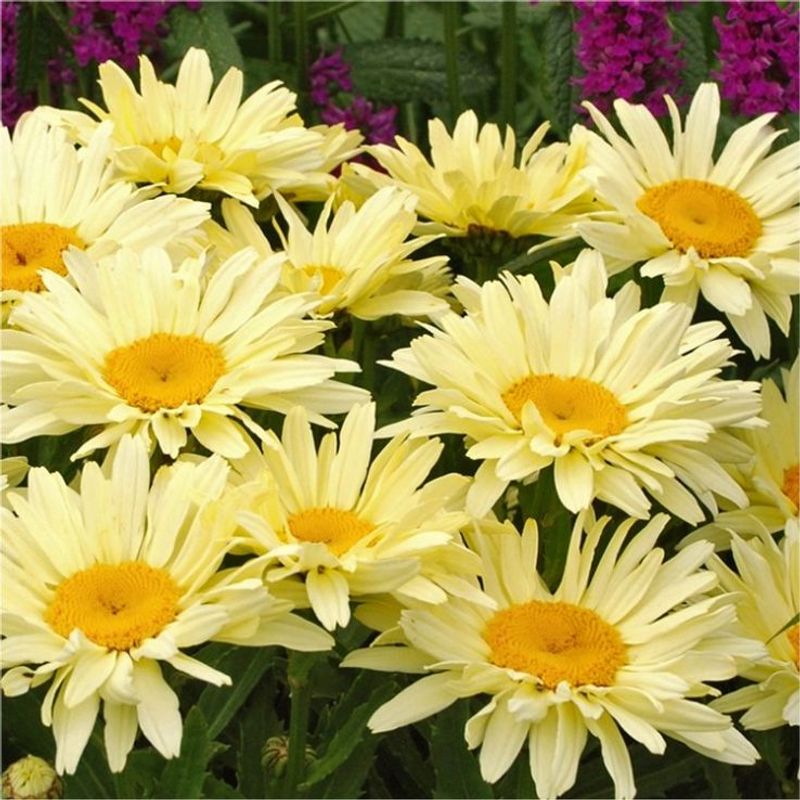 Perfect Partner For Jersey-Friendly Plants