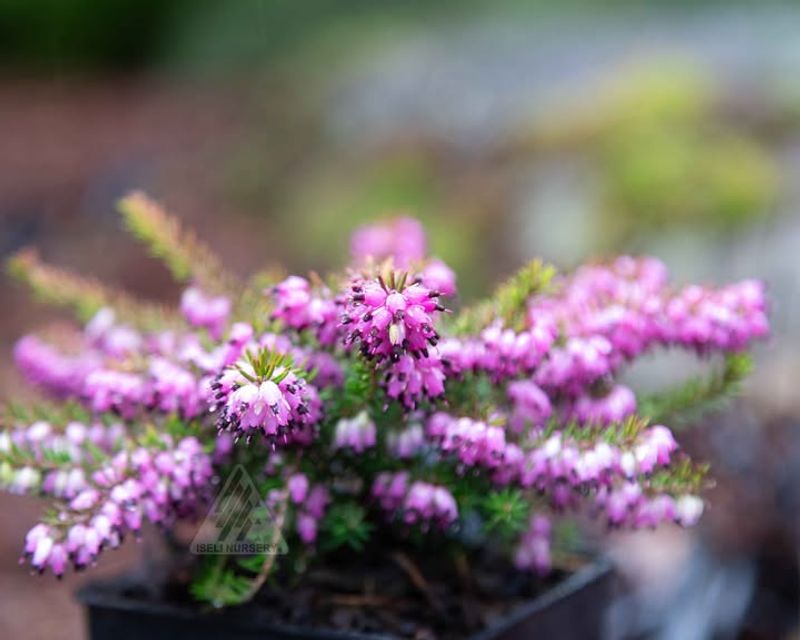 Perfect For Creating Year-Round Garden Interest