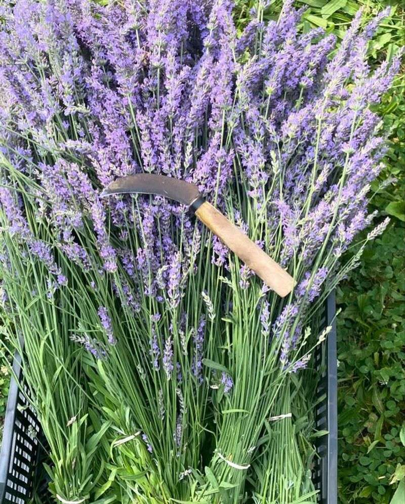 Harvest Fresh Herbs For Cooking And Crafts