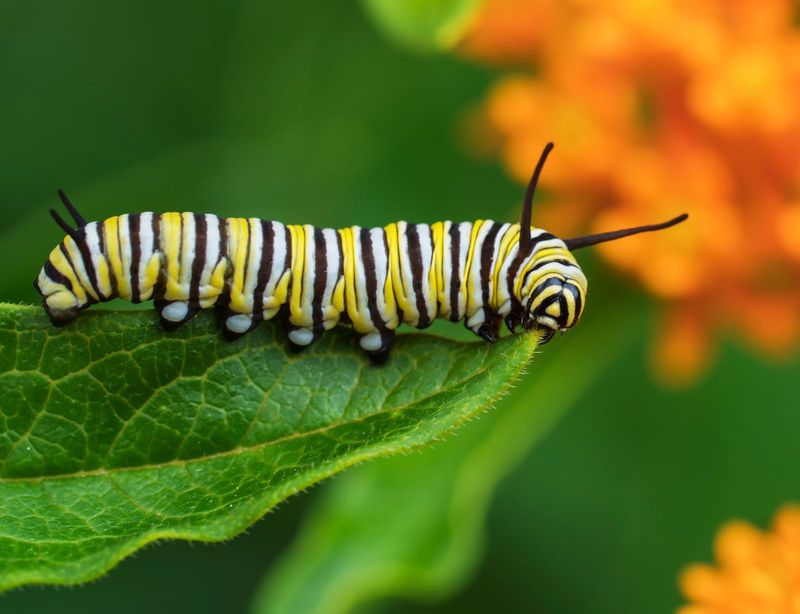 Contains Natural Defenses That Protect Butterflies