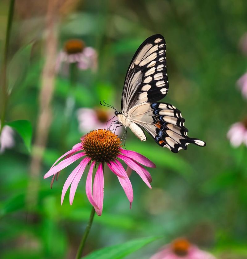 Swallowtails Love The Nectar-Rich Flowers