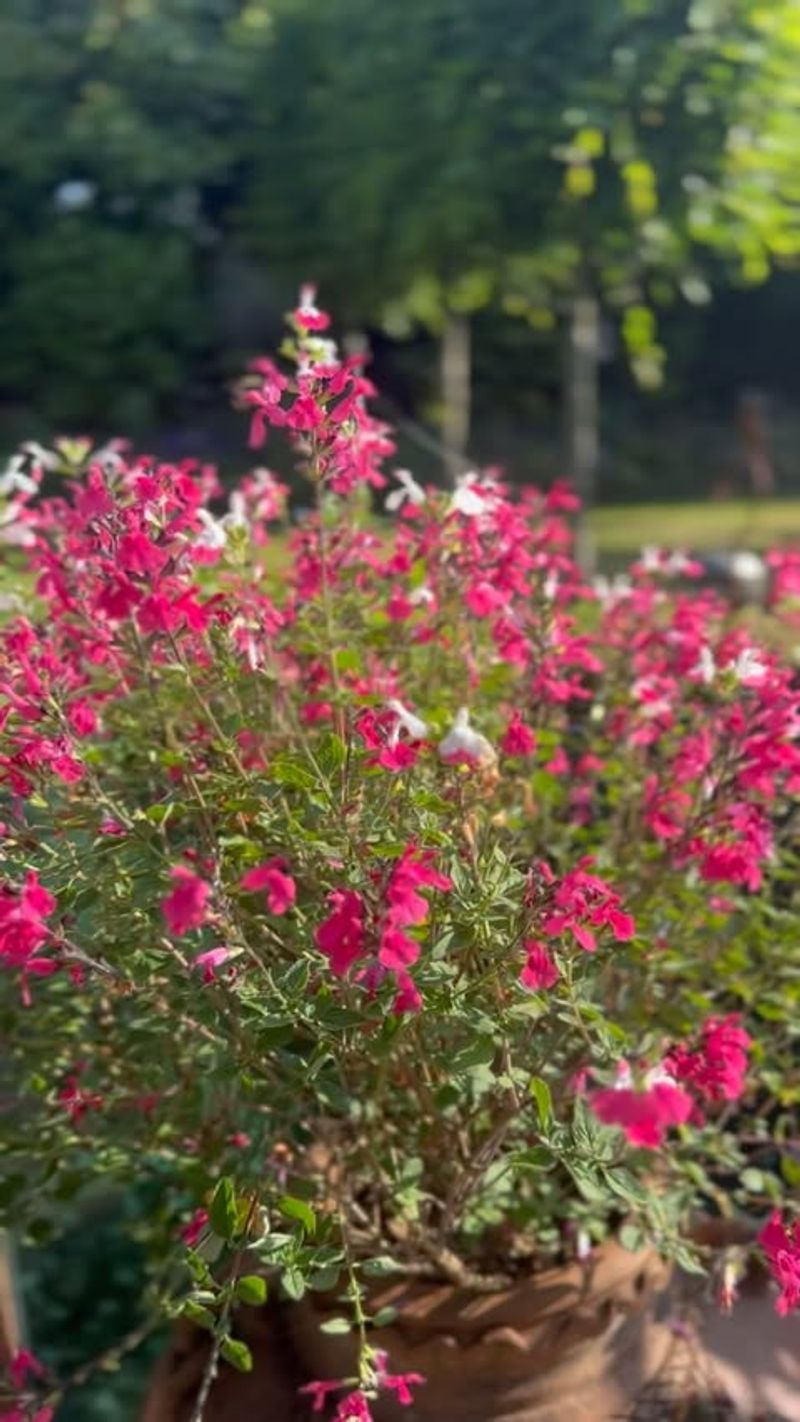 Grows Well In Containers And Small Spaces