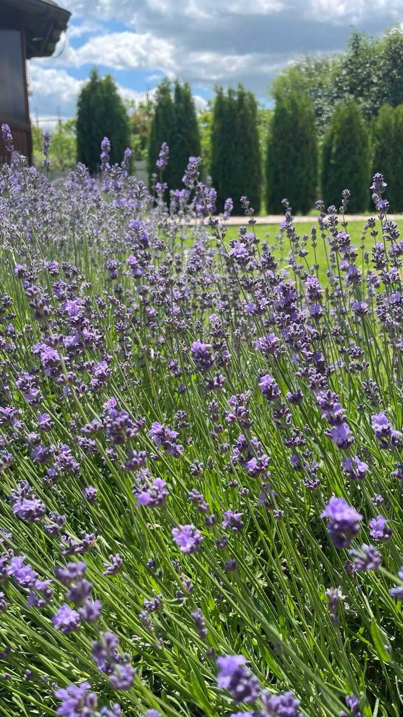 Deer and Rabbit Resistant