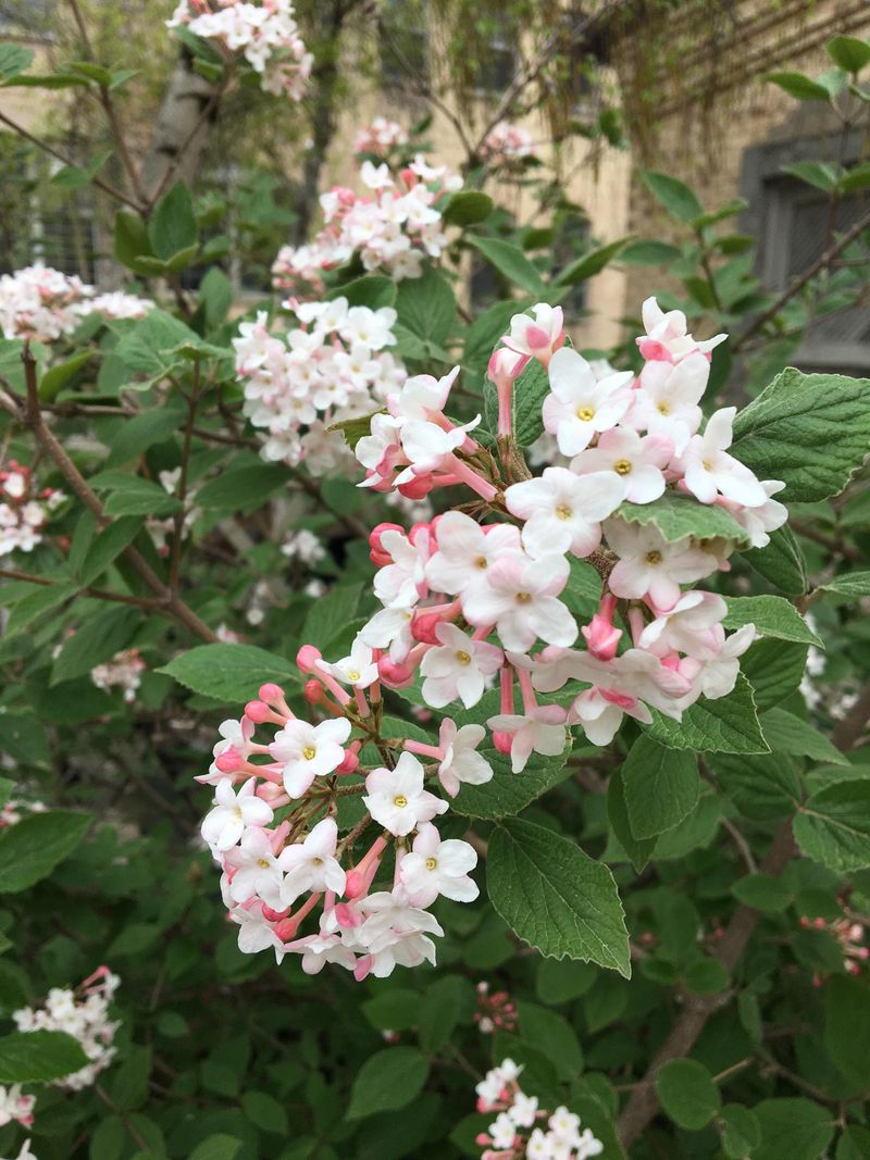 Early Blooming Brings Spring To Your Yard Sooner