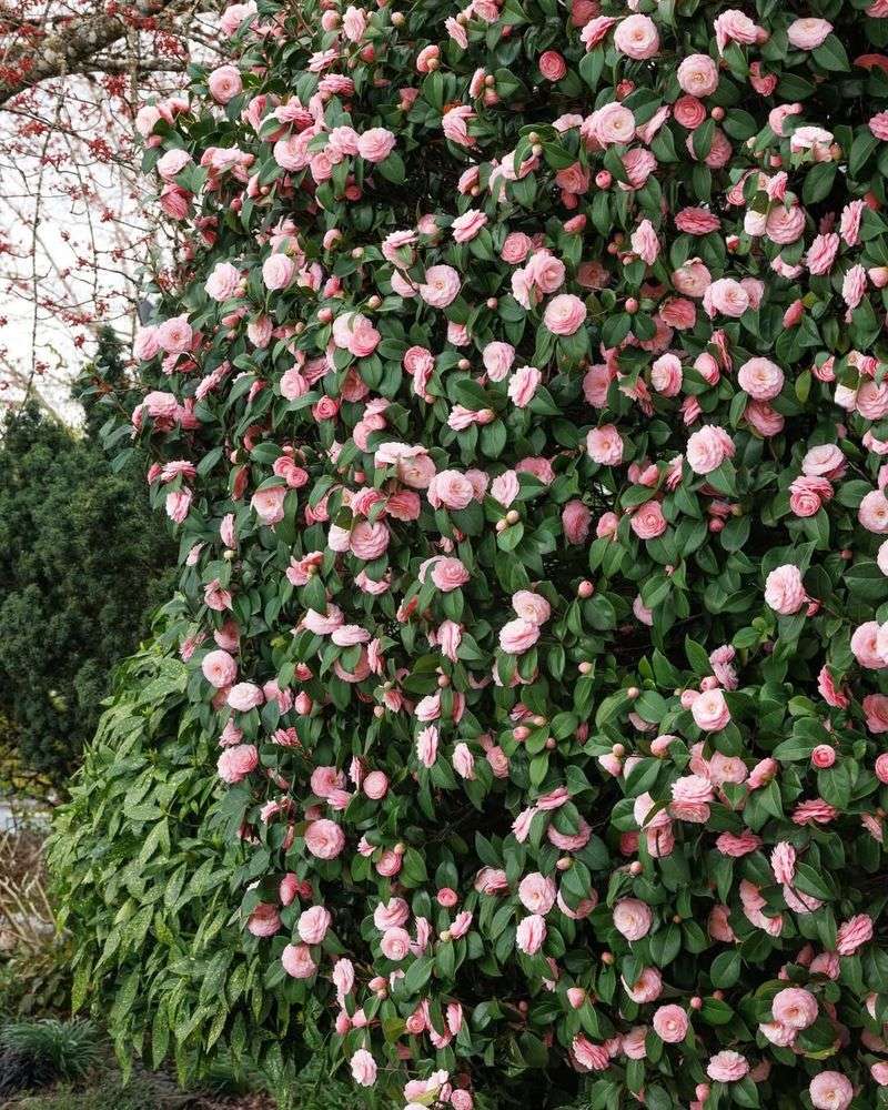 Acidic Soil Specialist