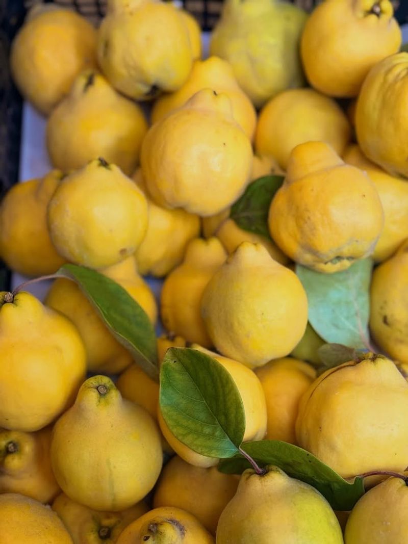 Produces Fragrant Fruit You Can Actually Use