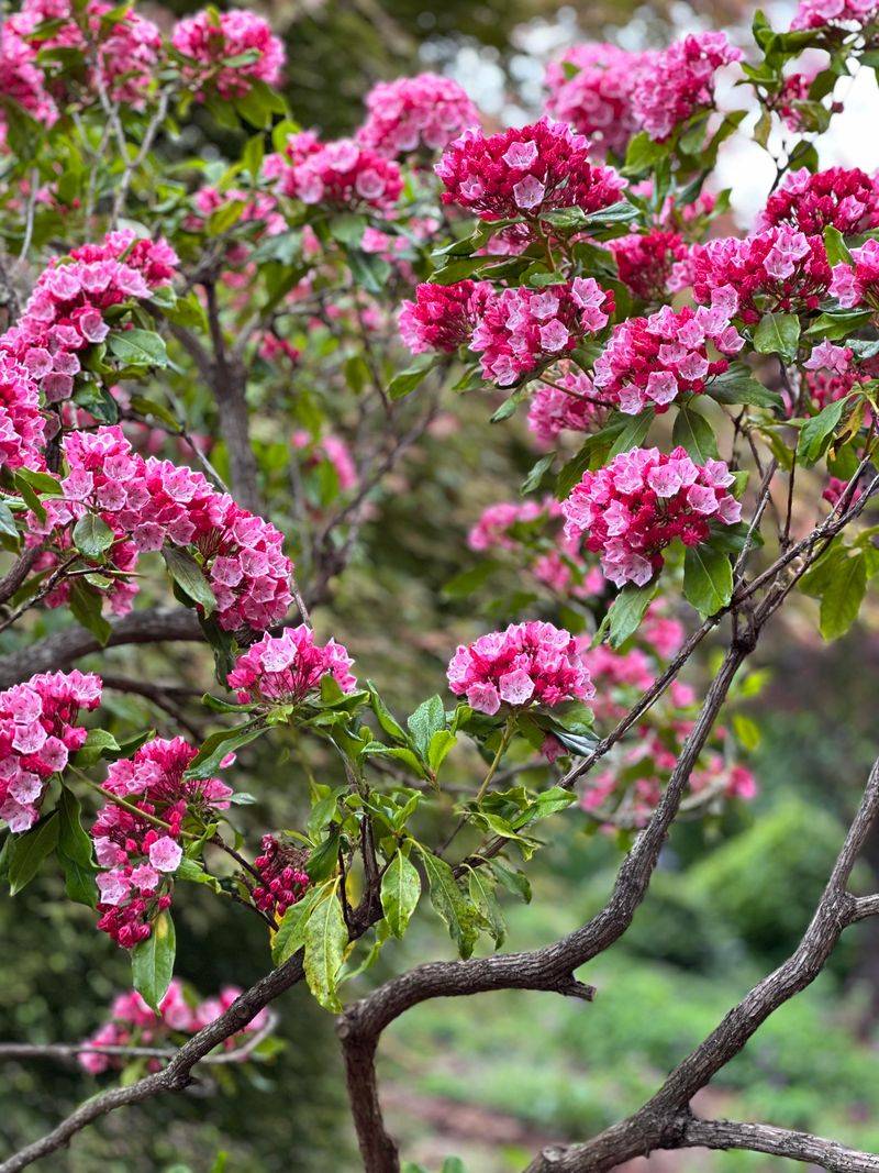 Deer Resistant Foliage Stays Safe