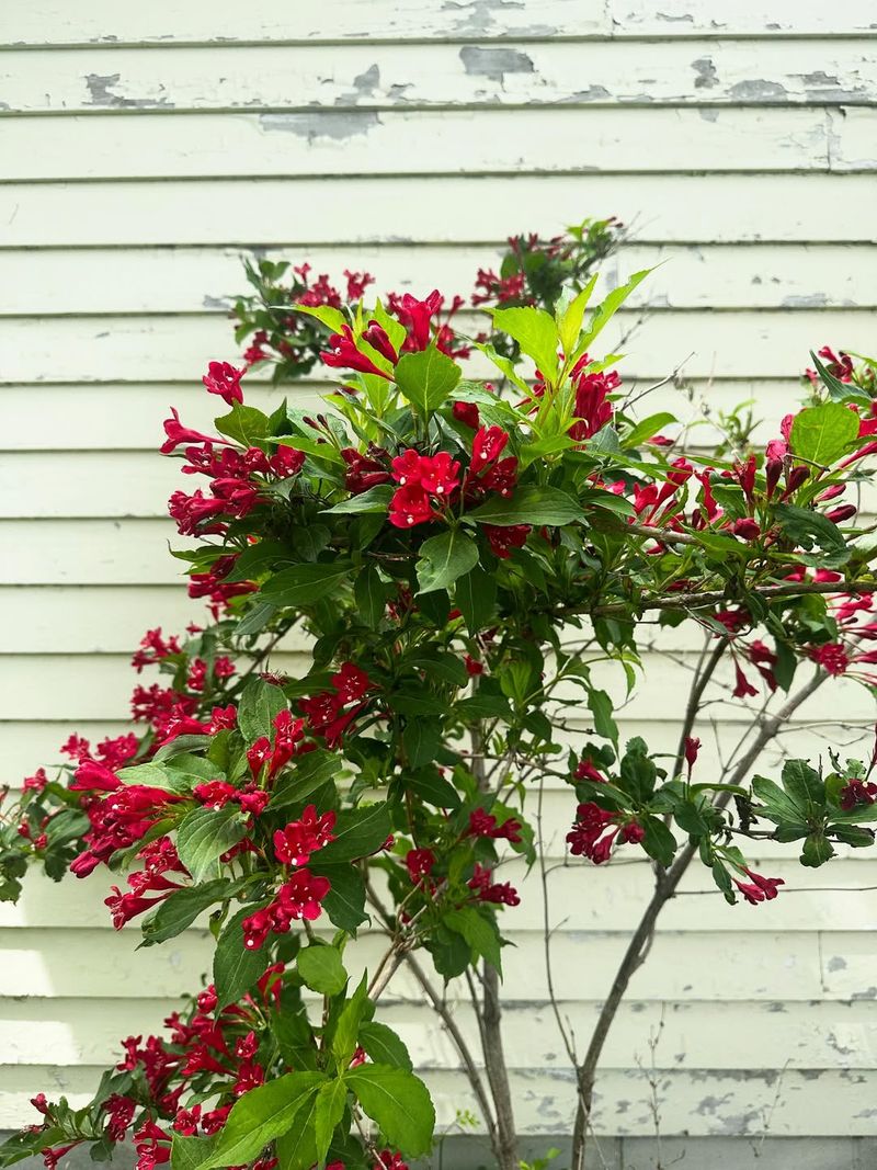 Versatile Landscaping Options for Any Style