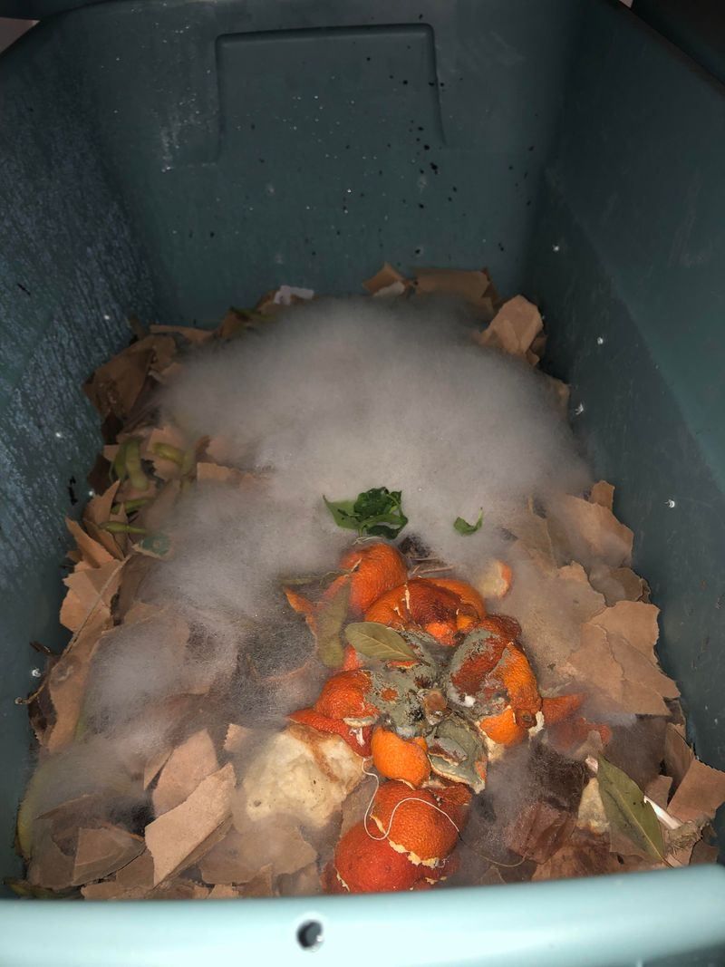 Fungal Growth Problems Develop Quickly