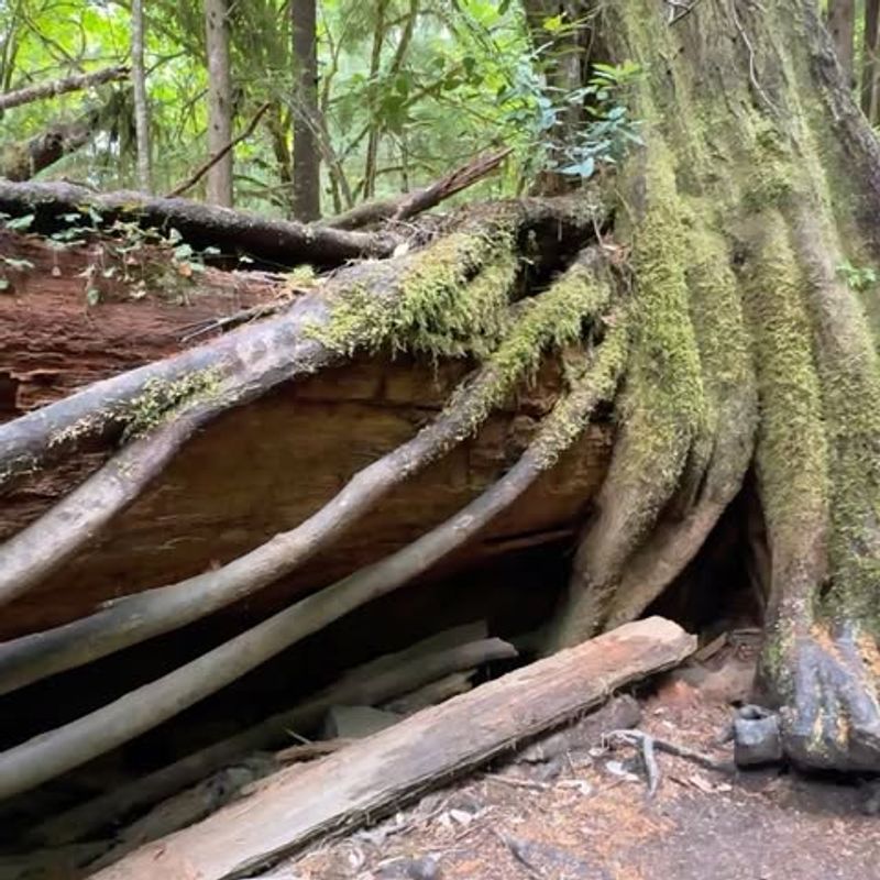 Octopus Tree