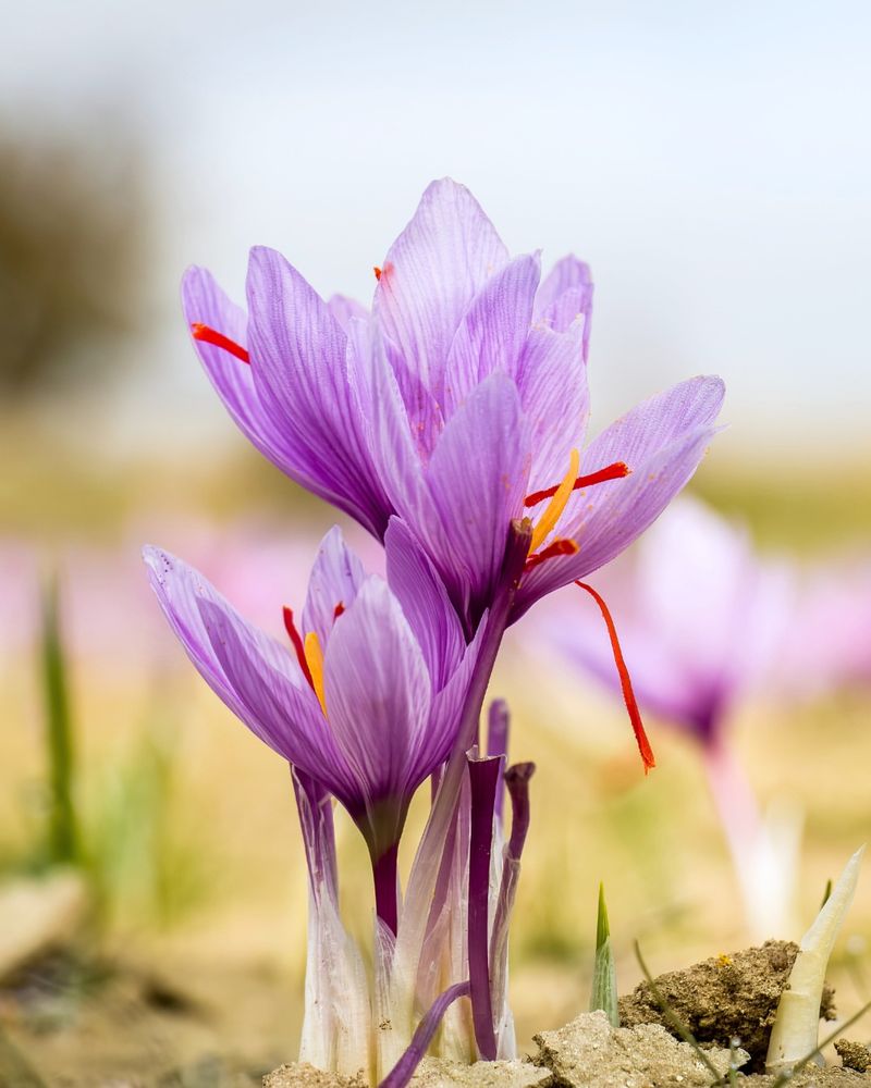Saffron Crocus (Crocus sativus)
