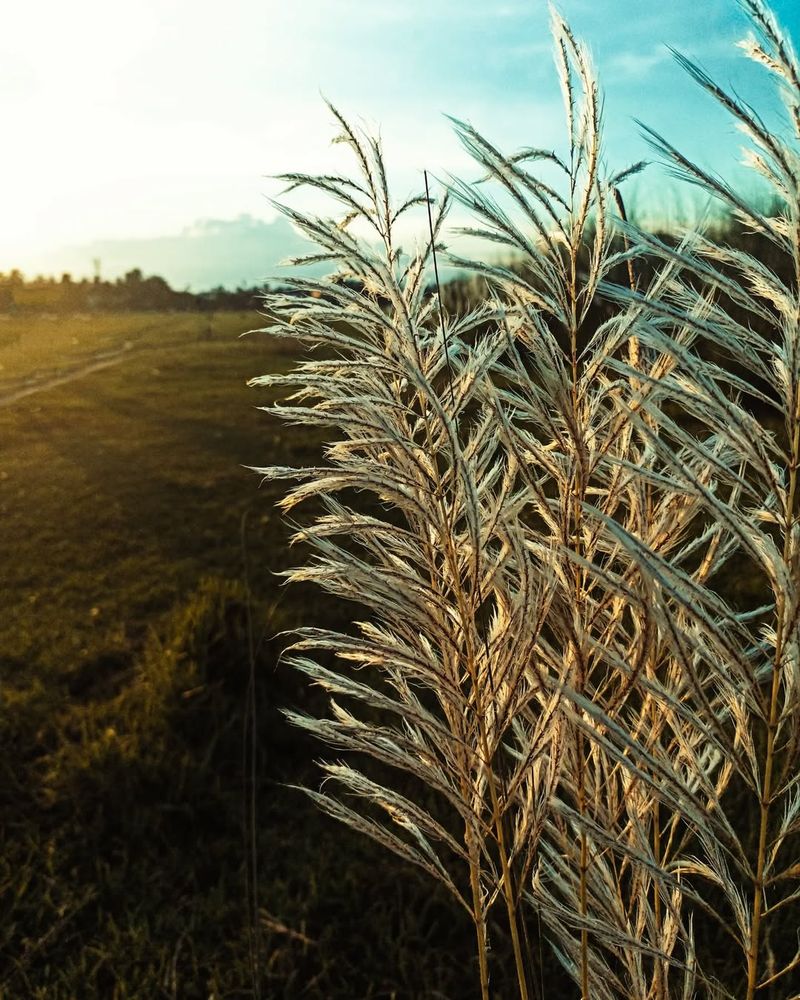 Chinese Silvergrass