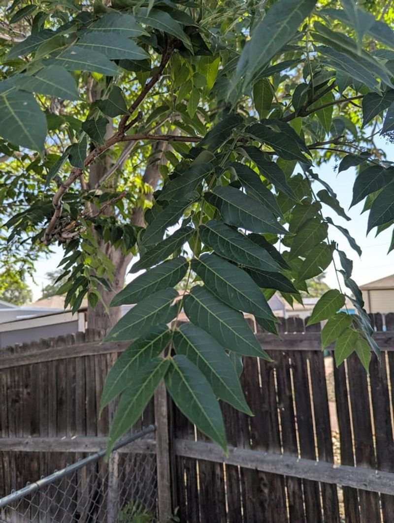 Tree-of-Heaven's Hellish Habits