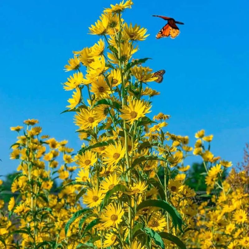 Maximilian Sunflower