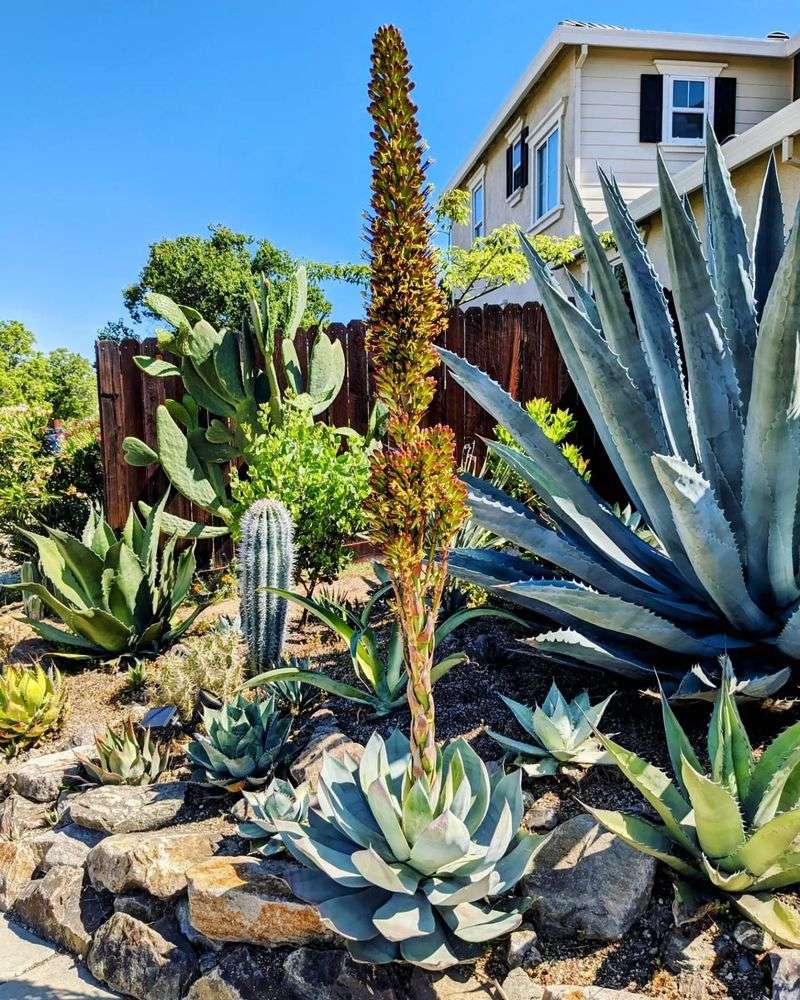 Agave