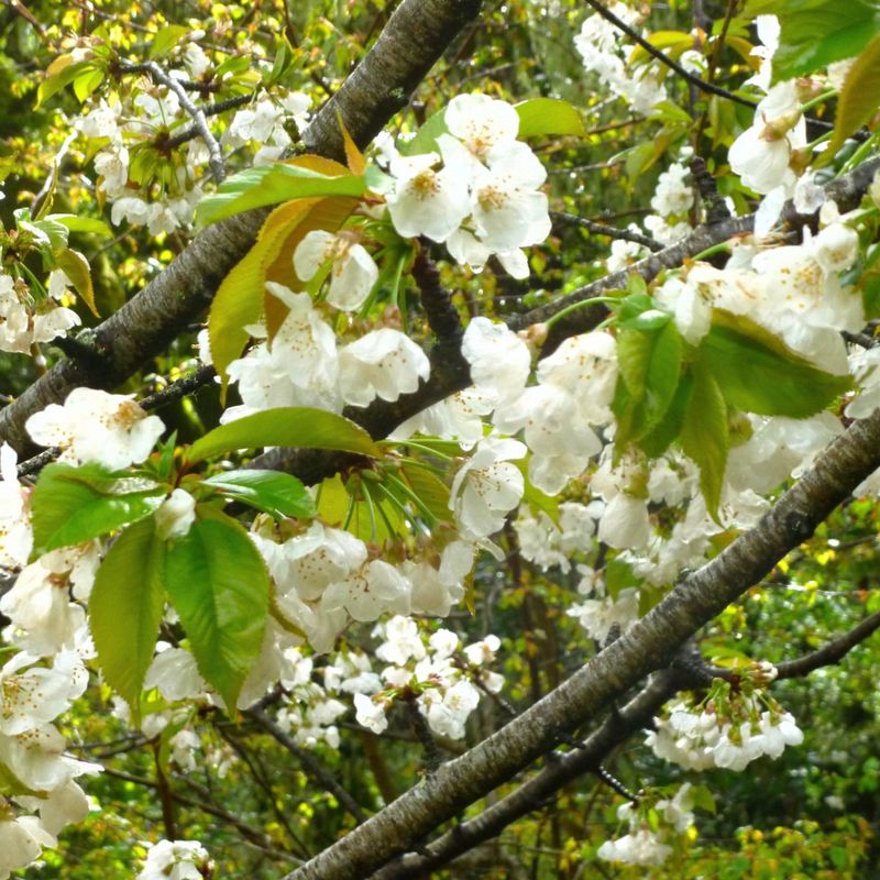 Sweet Cherry Trees: Winter Warriors