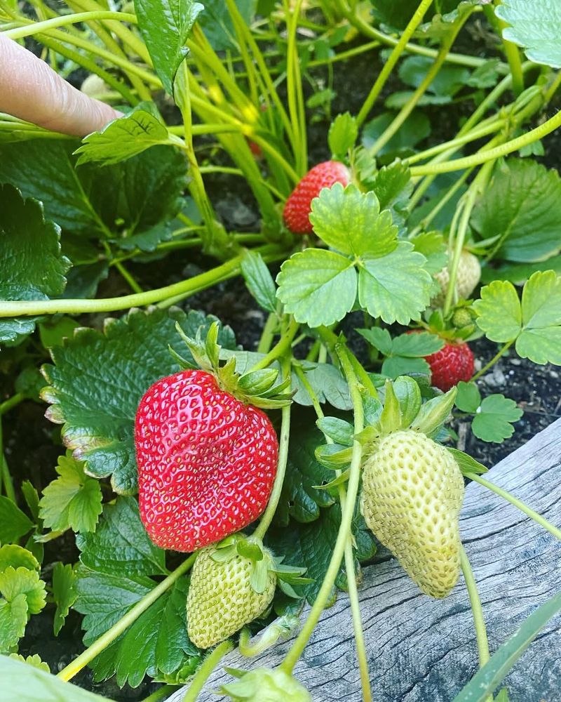 Strawberry Patches Need Preparation