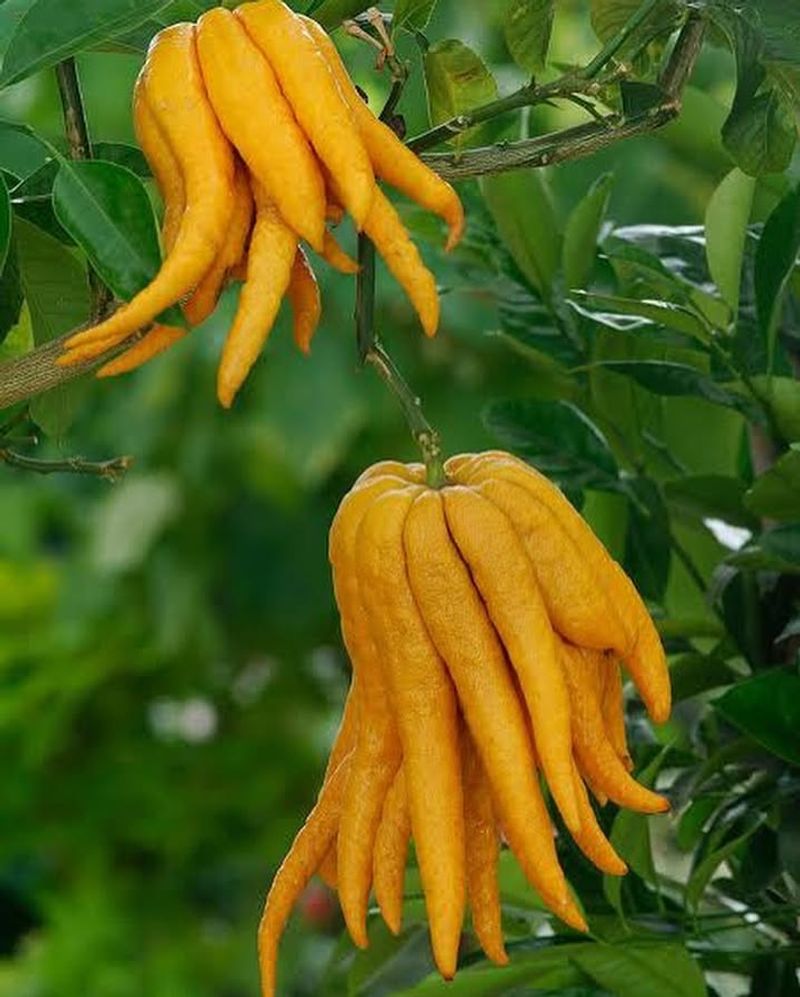 Citron