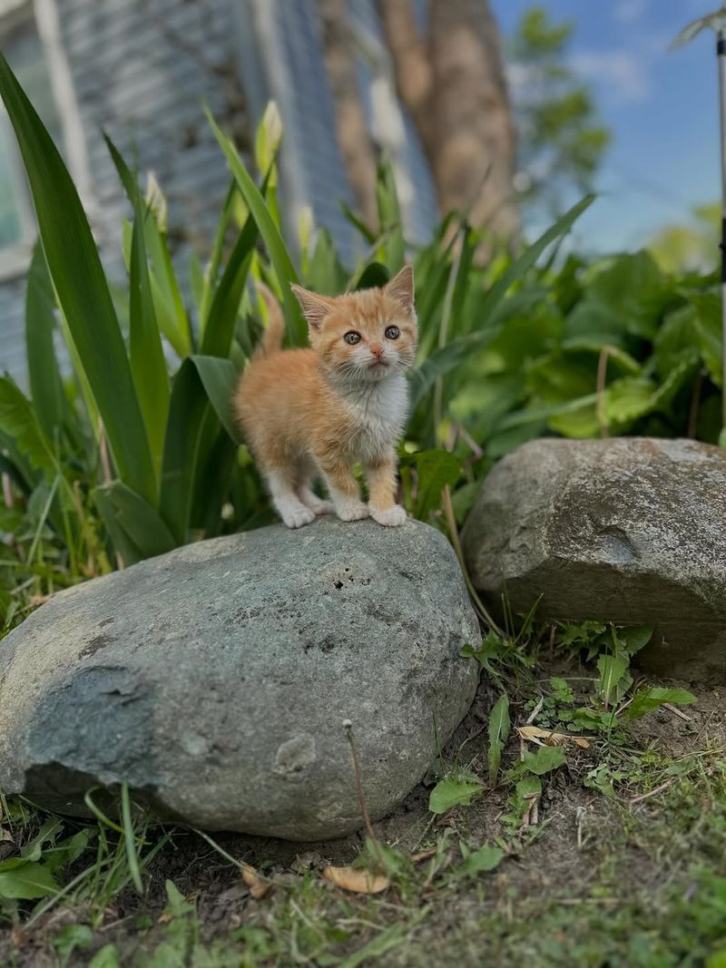 Never Leave Small Pets Unattended Outside