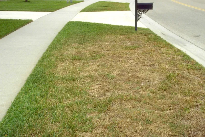 Watch For Chinch Bugs And Adjust Accordingly