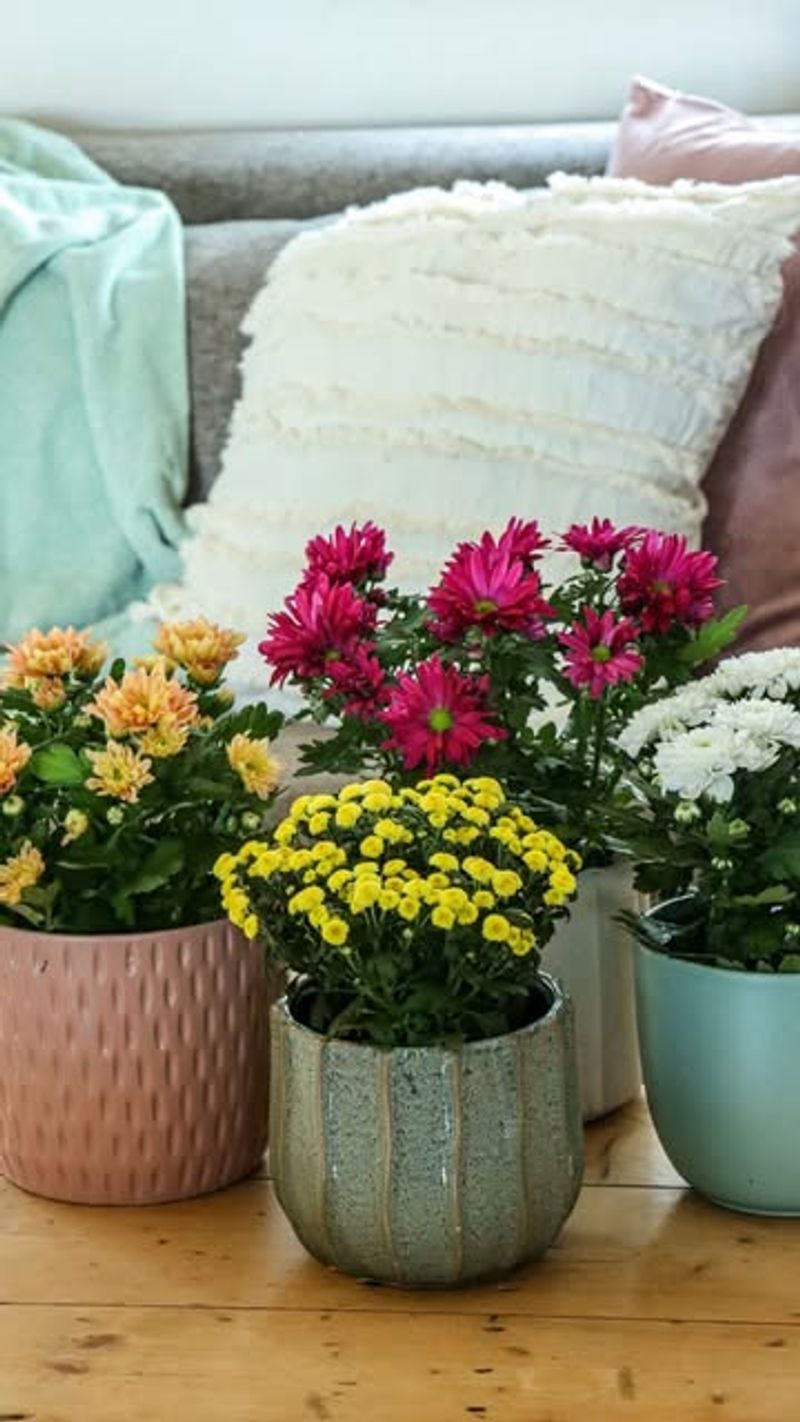 Bring Potted Mums Inside During Frost Warnings
