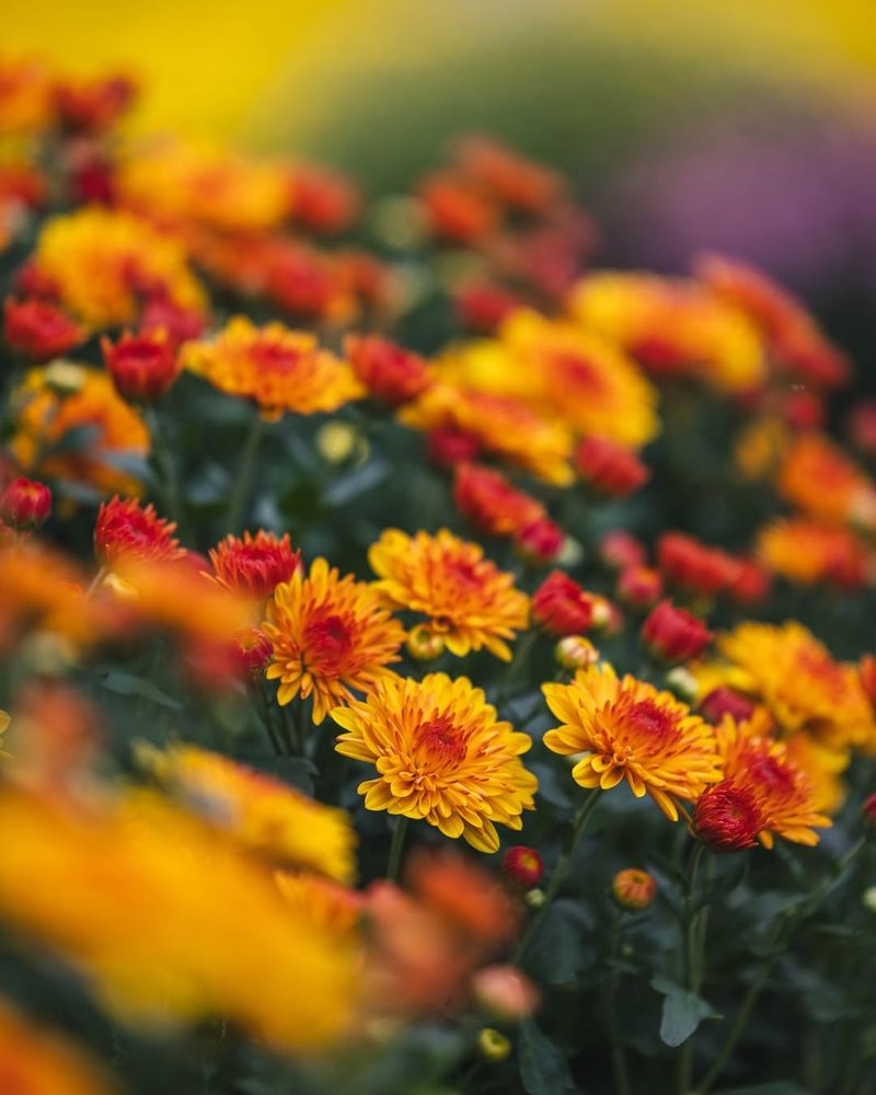 Plant at the Right Depth