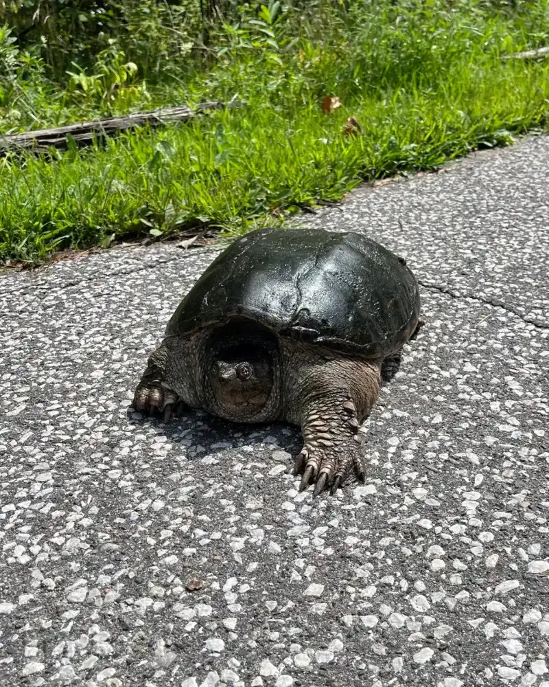 Help It Cross Safely If Near A Road