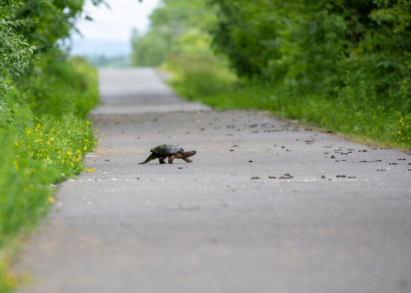Move Road-Bound Turtles Carefully