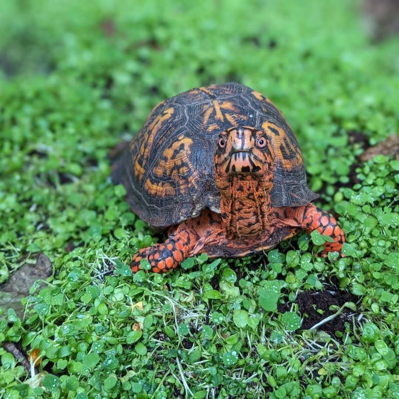 Make Your Yard Turtle-Friendly Long-Term