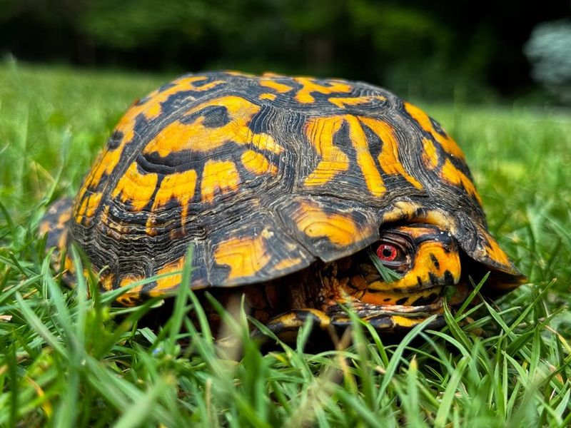 Create A Turtle-Friendly Yard Environment