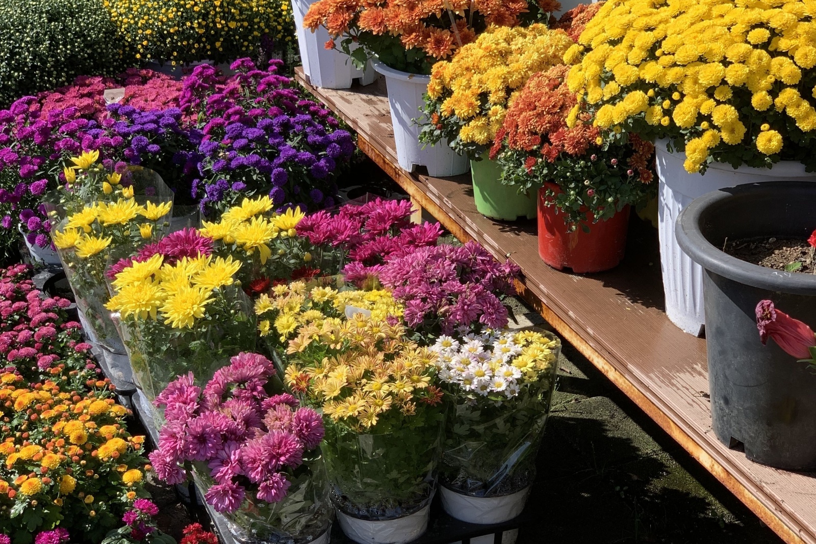 Avoid These 10 Common Mistakes When Buying Fall Mums In New York