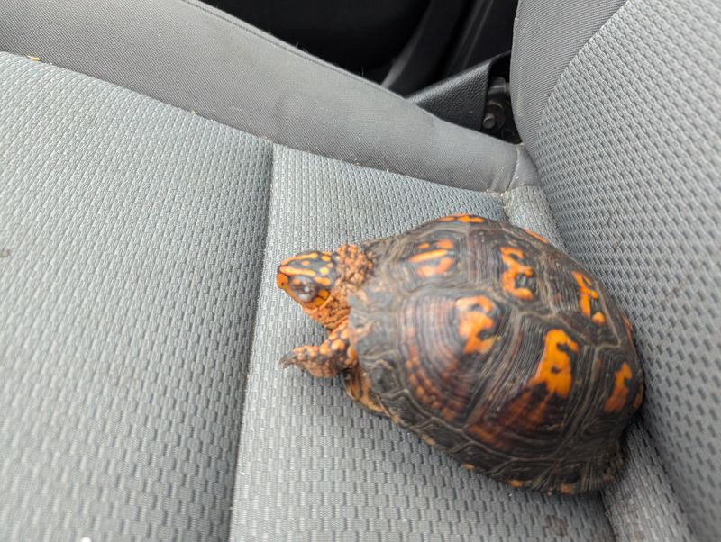 Contact Local Wildlife Authorities If Unsure