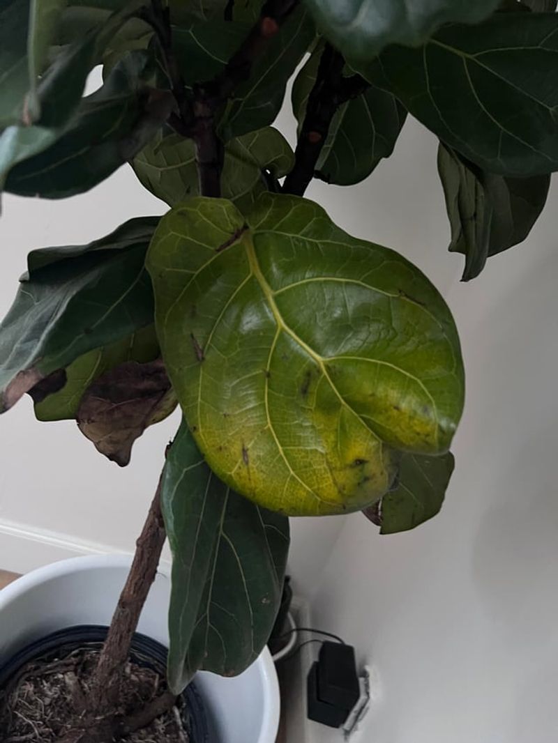 Watch For Signs Of Overwatering And Underwatering