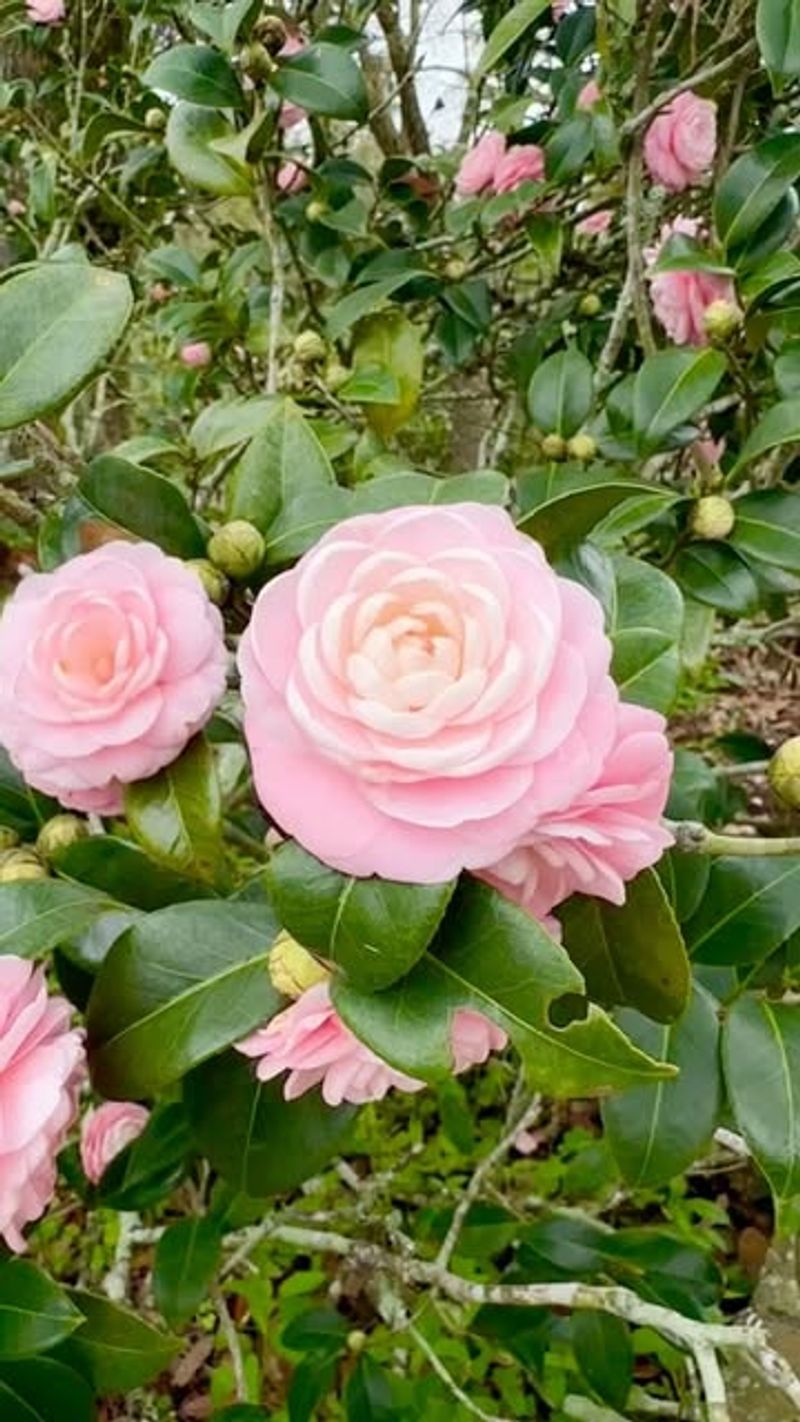 Camellias