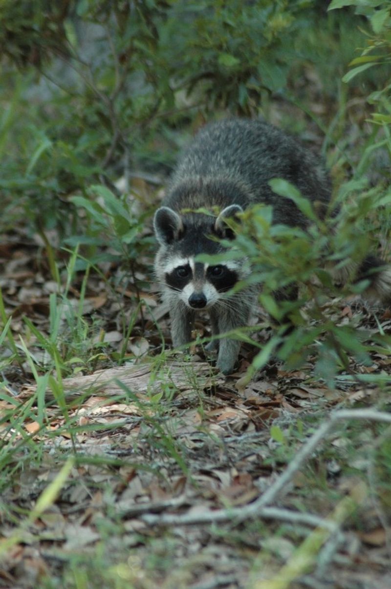 Raccoons Carry Dangerous Diseases