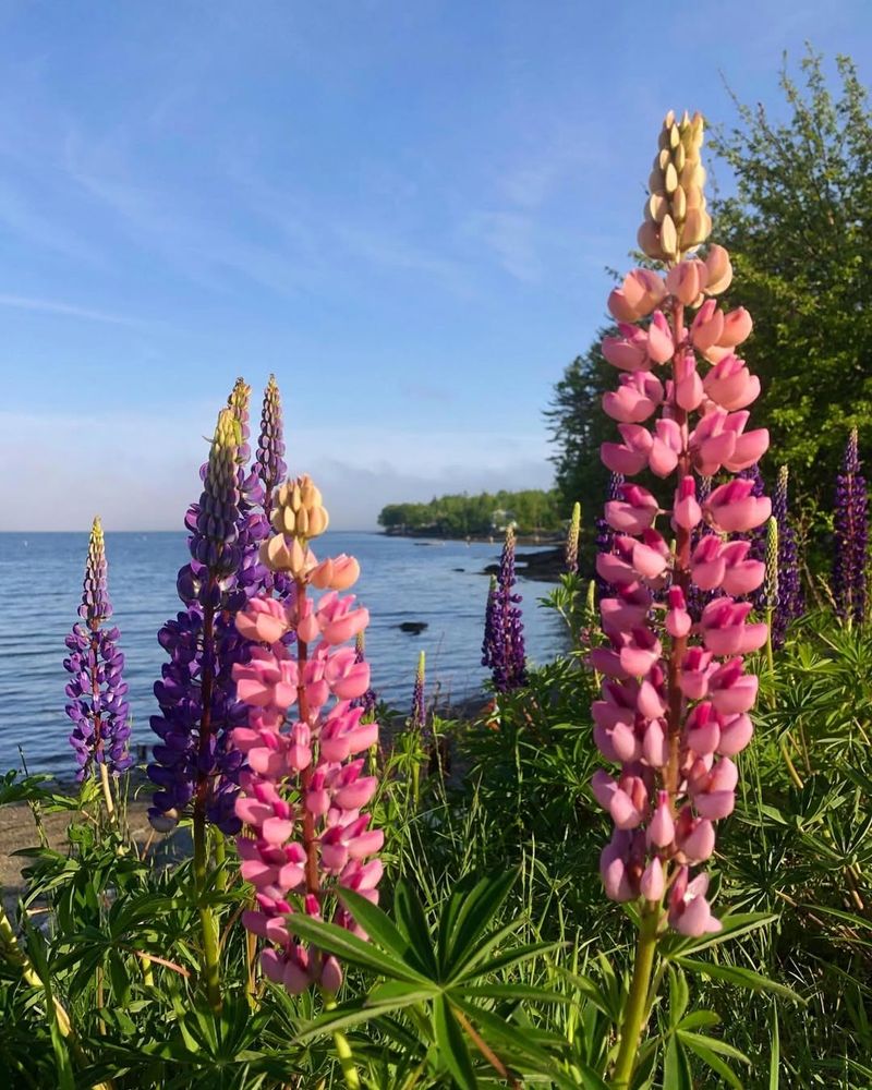 Lupine